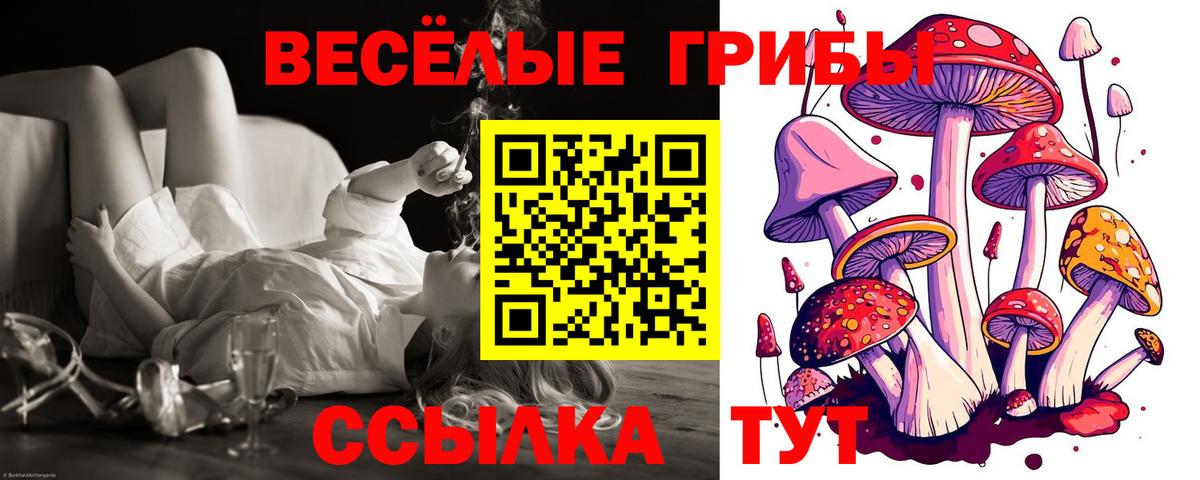 Псилоцибиновые грибы прущие грибы  купить наркоту  Новоалександровск  Вход с VPN  Псилоцибиновые грибы мухоморы 
